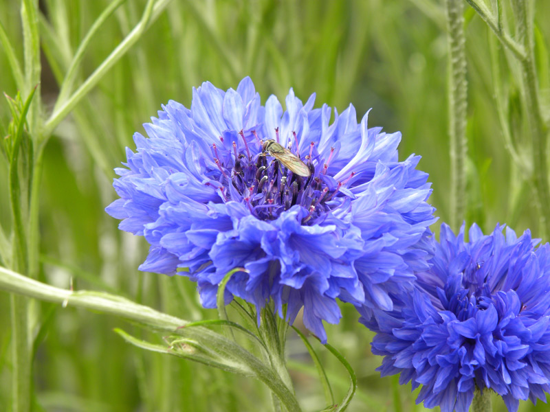 corn flower